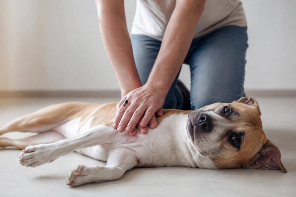 apprenez les gestes simples et essentiels du massage cardiaque sur un chien pour lui sauver la vie en cas d'urgence.