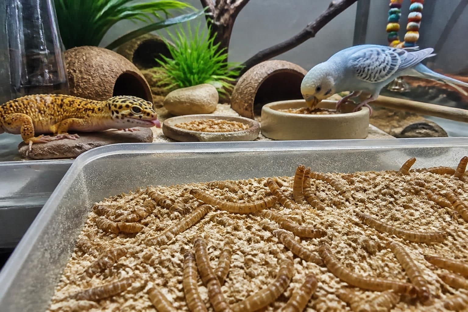 découvrez comment élever des vers de farine, leur alimentation idéale et leur utilisation comme source de nourriture nutritive pour reptiles et oiseaux.
